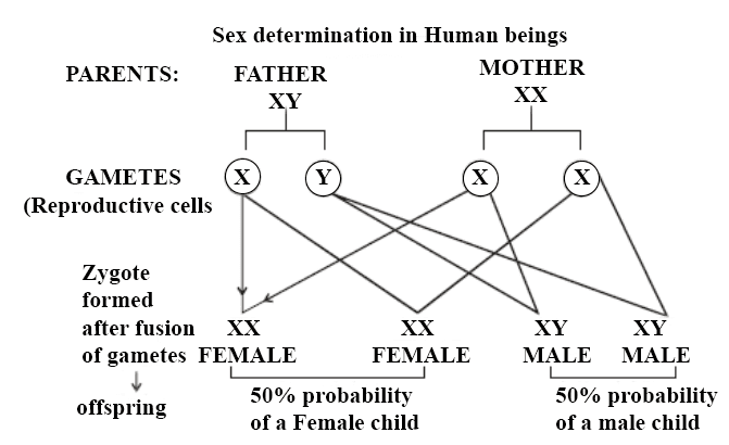 Determination of sex in human beings